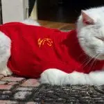 How to choose clothes for cats?