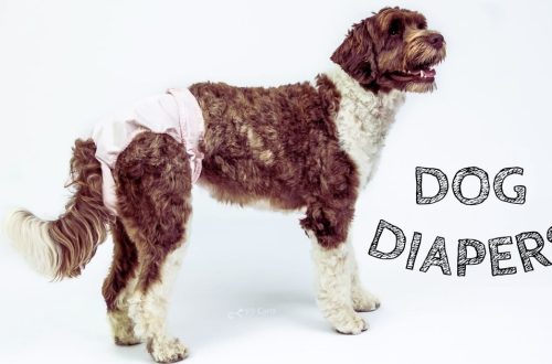 How to choose diapers for dogs?