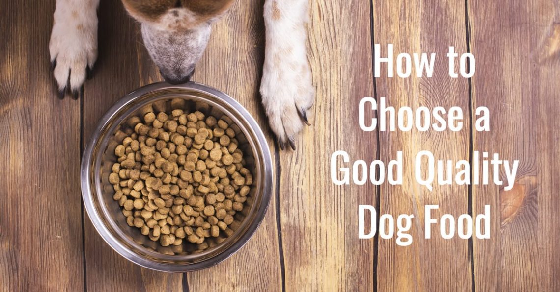 How to choose dog food?