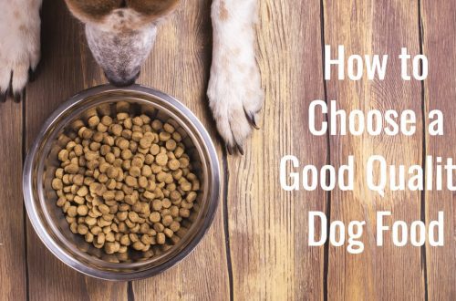 How to choose dog food?