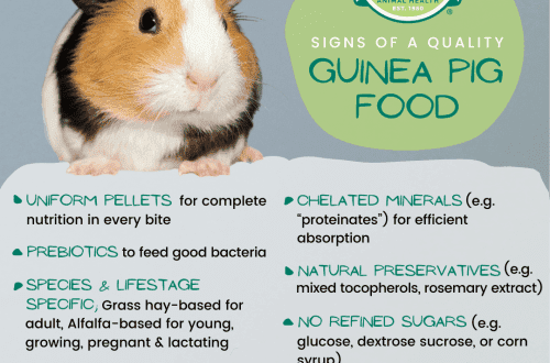 How to choose the best food for your guinea pig