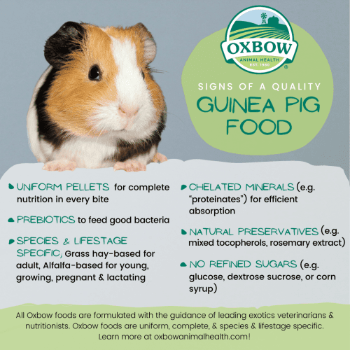 How to choose the best food for your guinea pig