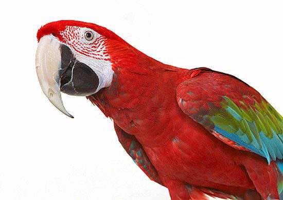 How to choose the right parrot