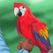 Education and training of parrots