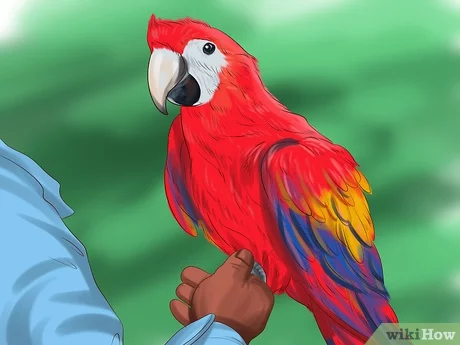 How to choose the right parrot