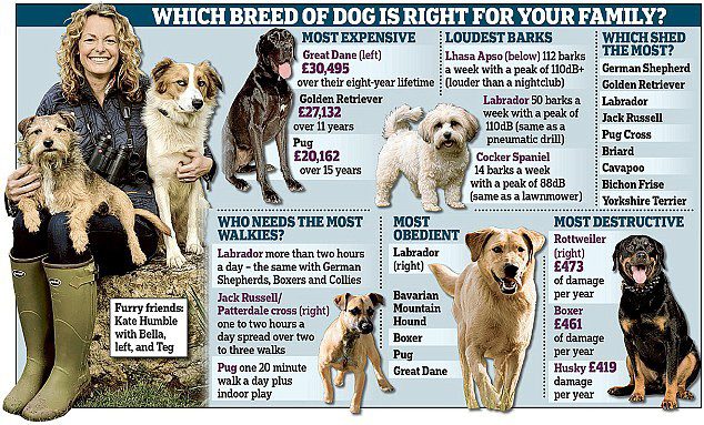 How to choose the right puppy: detailed instructions