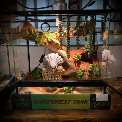 How to choose the right terrarium and accessories?