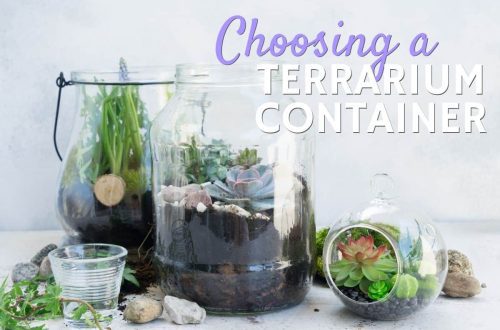 How to choose the right terrarium and accessories?