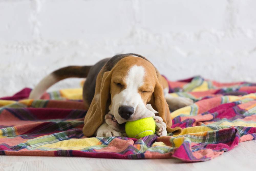 How to choose toys for a puppy?