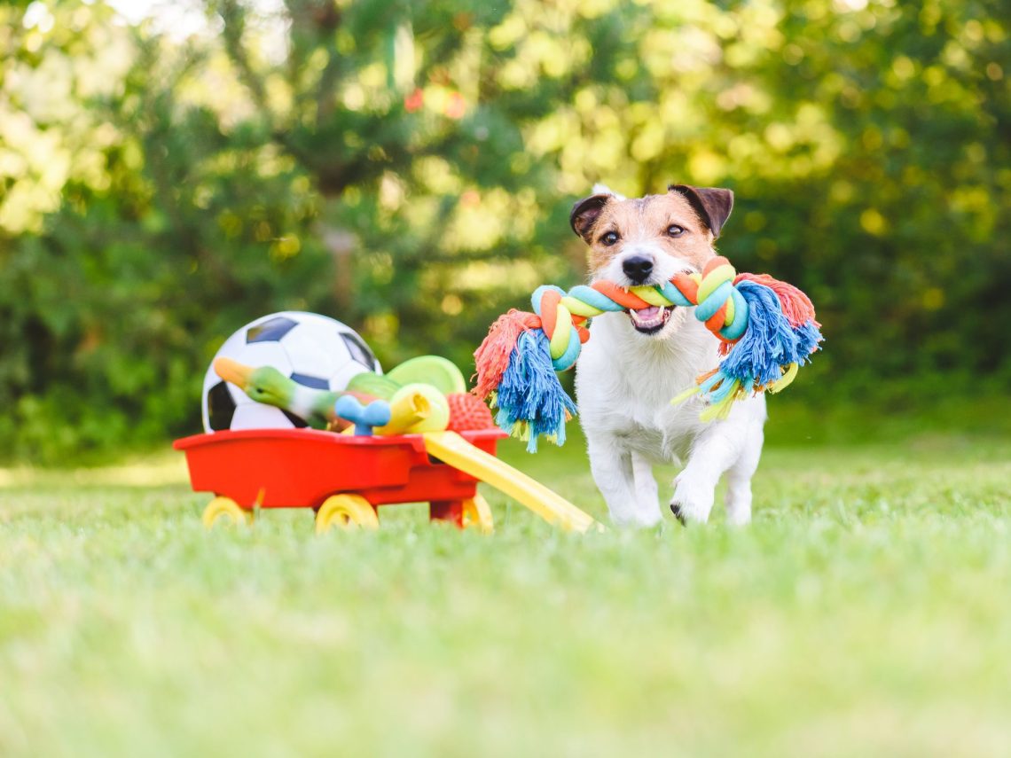 How to choose toys for a puppy?