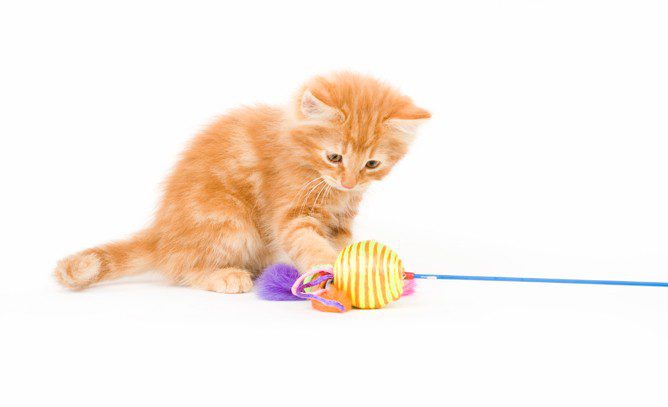 How to choose toys for kittens?
