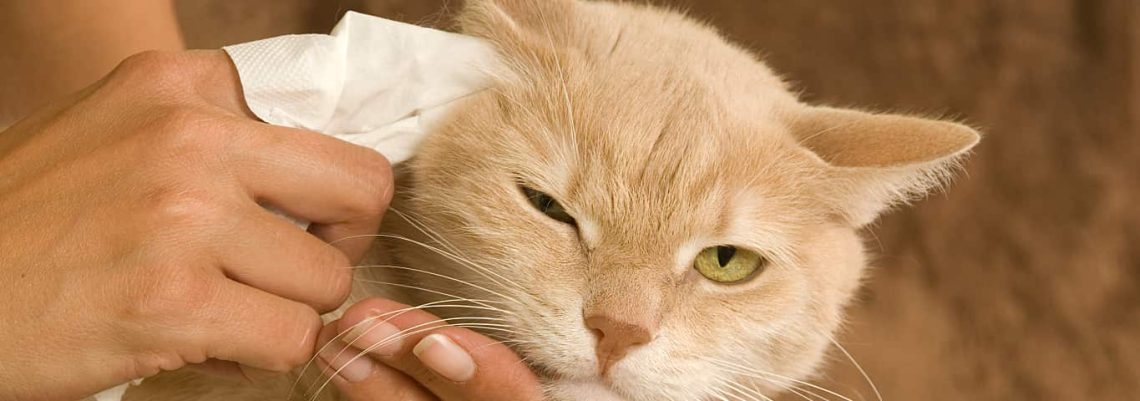 How to clean a cat&#8217;s ears?