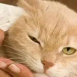 How to clean a cat’s ears?