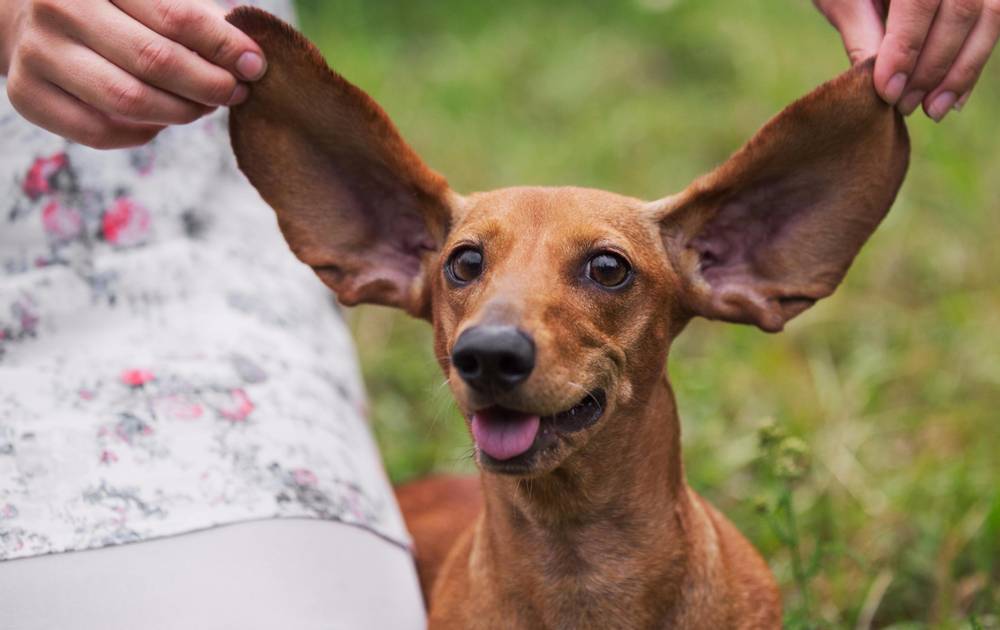 How to clean your dog&#8217;s ears?