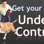 How to control a dog with your voice on walks