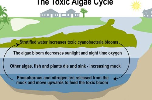 How to Control Algae Blooms