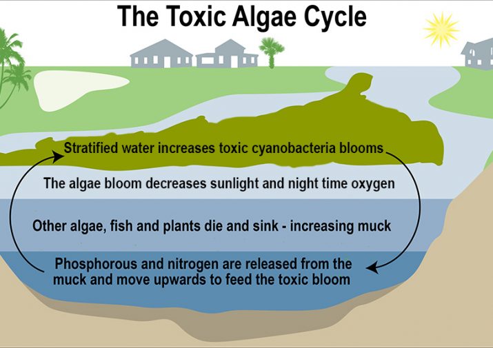 How to Control Algae Blooms