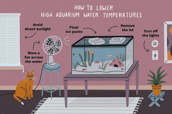 How to cool an aquarium in summer