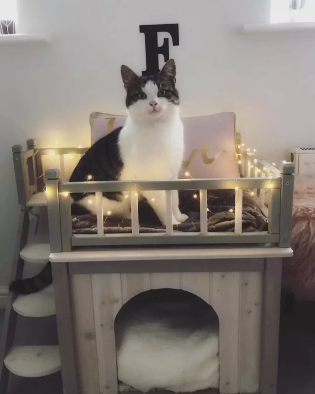 How to create a cozy place for a cat