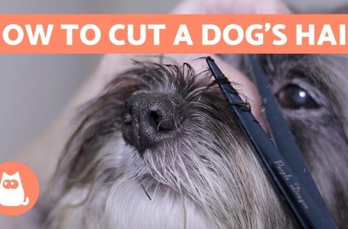 Kako ošišati psa?