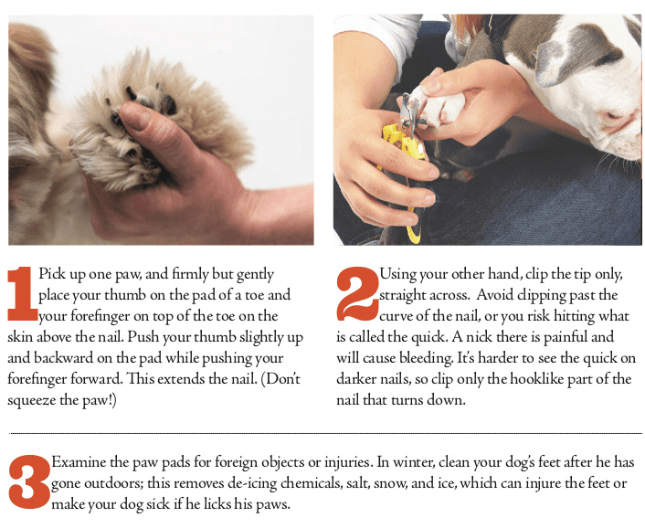 How to cut a dog correctly &#8211; clearly and in detail
