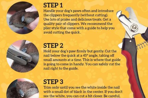 How to cut a dog&#8217;s nails?