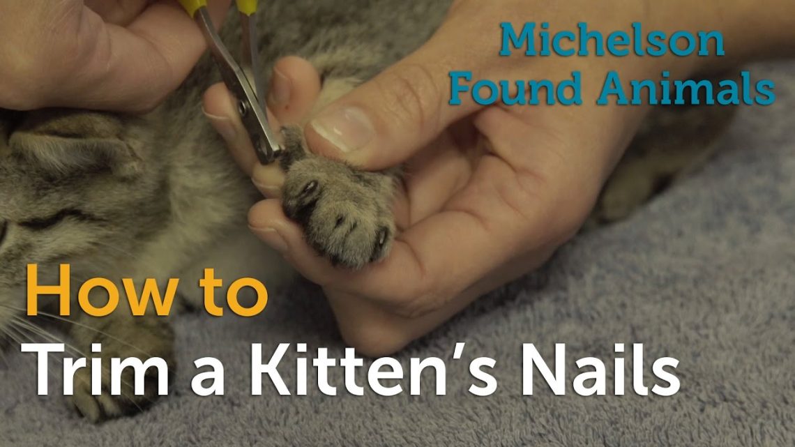How to cut a kitten&#8217;s nails?