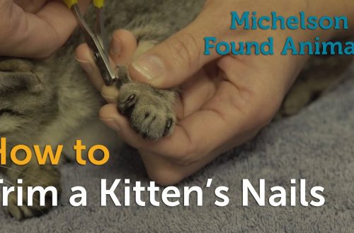 How to cut a kitten’s nails?