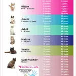 How to determine the age of a cat?