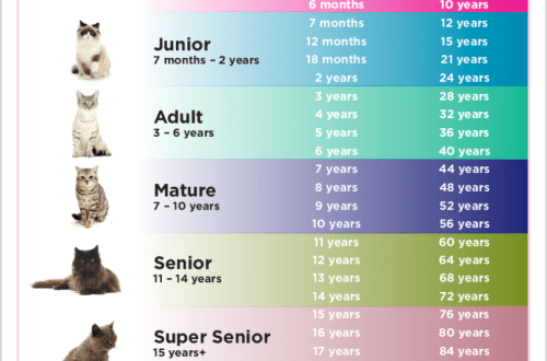How to determine the age of a cat?