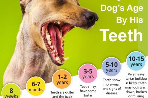 Hogyan határozzuk meg a kutya korát fogak alapján