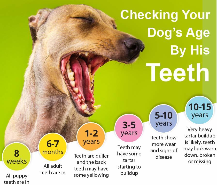 How to determine the age of a dog by teeth