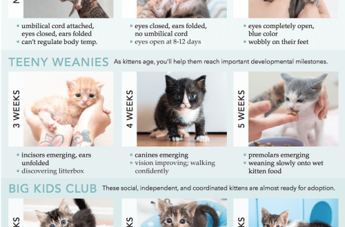 How to determine the age of a kitten?