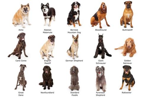 How to determine the breed of a dog