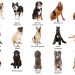 Dogs understand human language better than previously thought