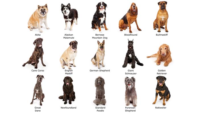 How to determine the breed of a dog