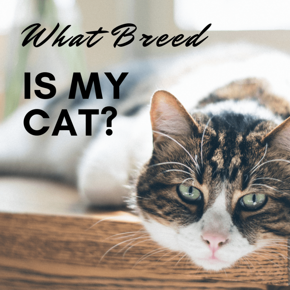 How to determine the breed of a kitten?