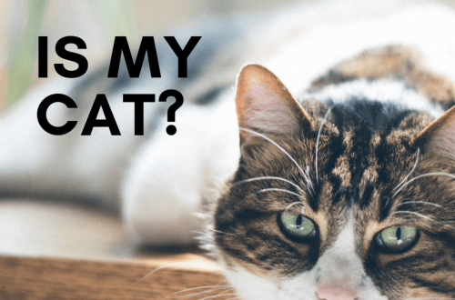 Hogyan határozzuk meg a cica fajtáját?