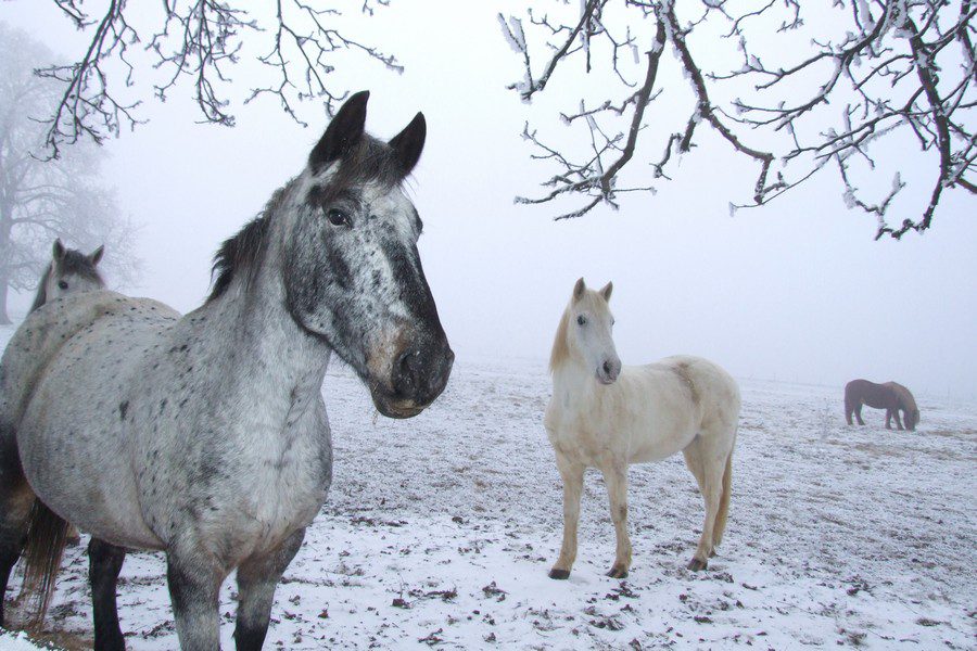 How to determine the load level of the horse