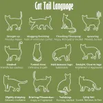 How to determine the mood of a cat by the position of the back