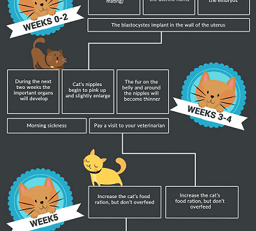 How to determine the onset of childbirth in a cat?