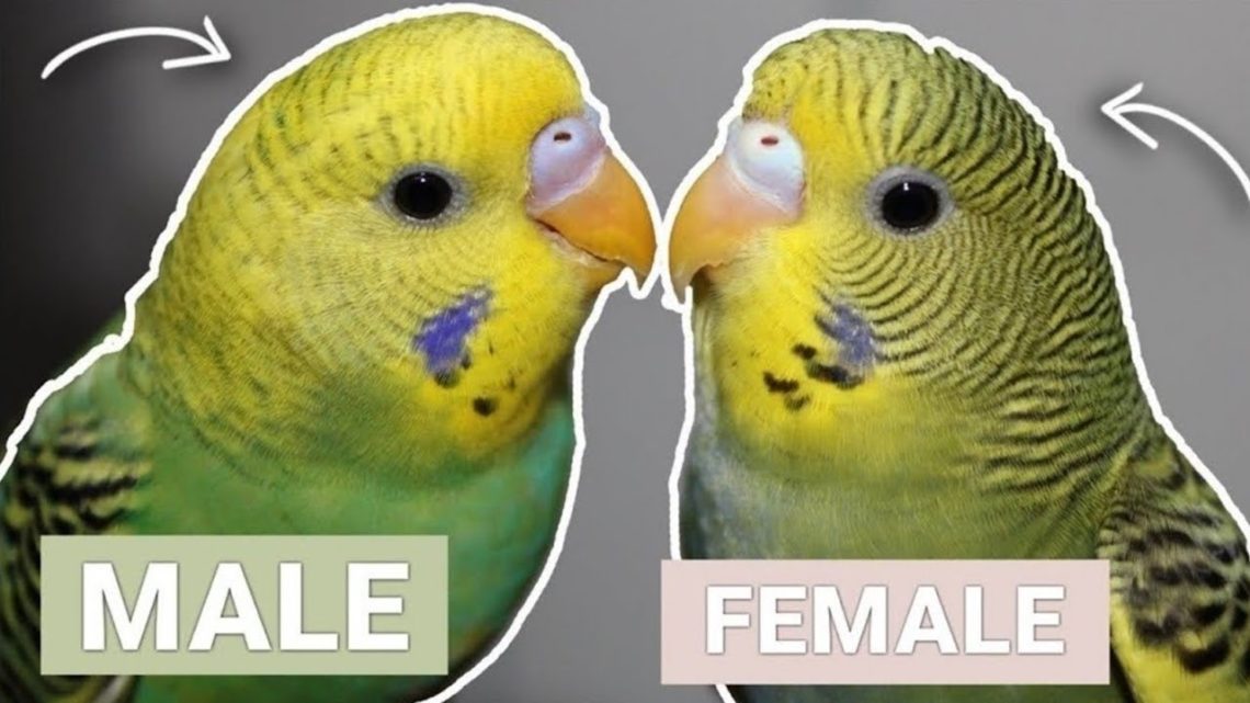 How to determine the sex of a budgerigar