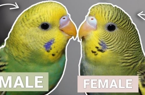 How to determine the sex of a budgerigar