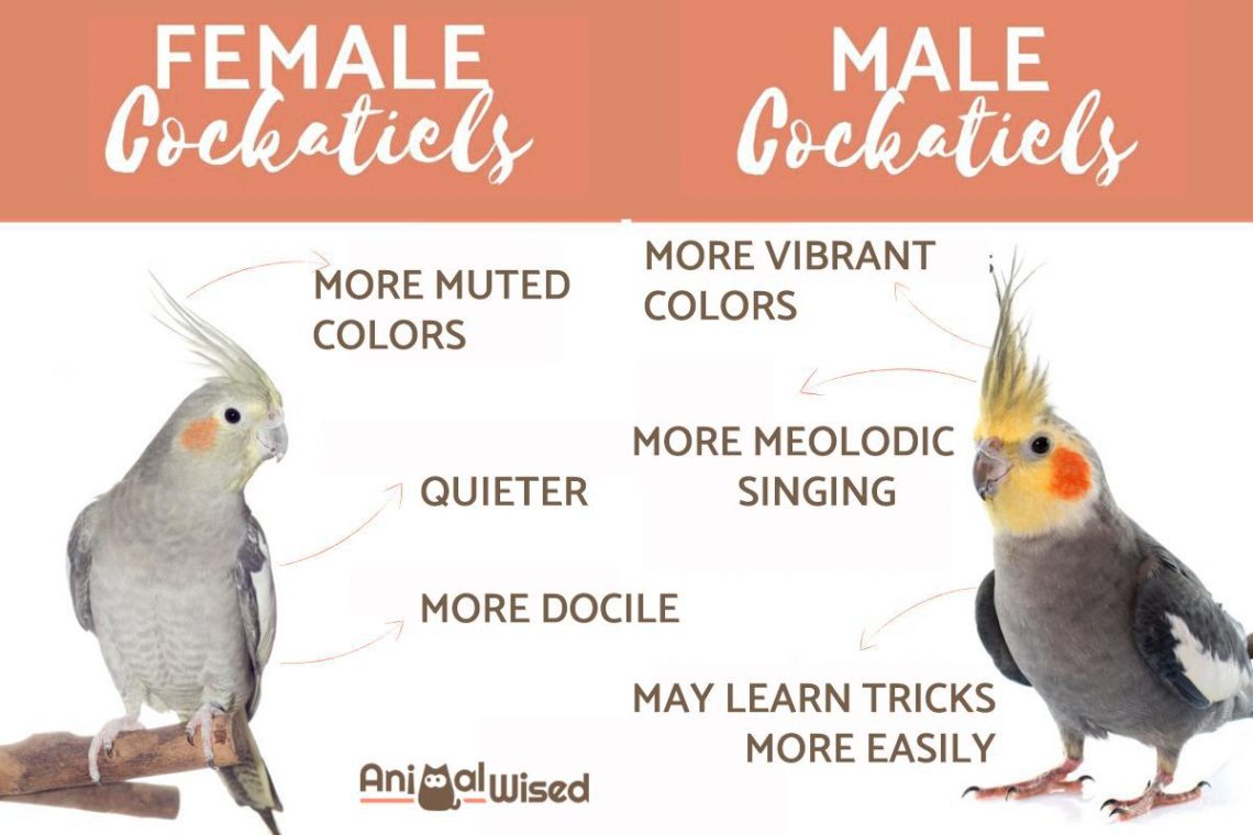 How to determine the sex of a cockatiel parrot?