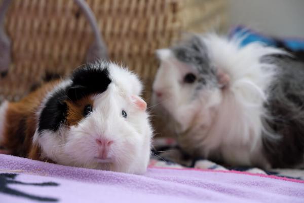 How to determine the sex of a guinea pig: a complete guide