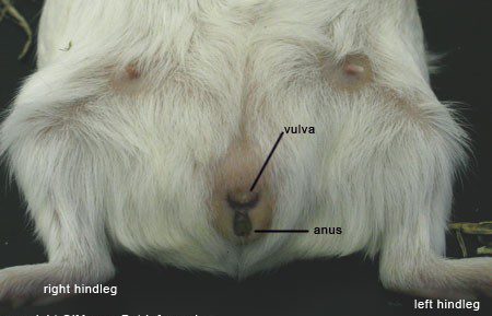 How to determine the sex of a guinea pig: a complete guide