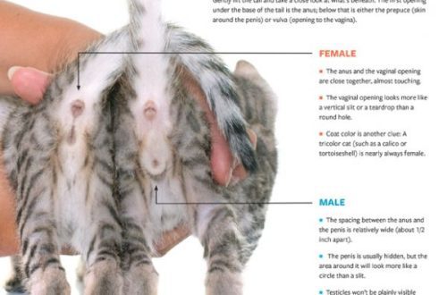 How to determine the sex of a kitten?