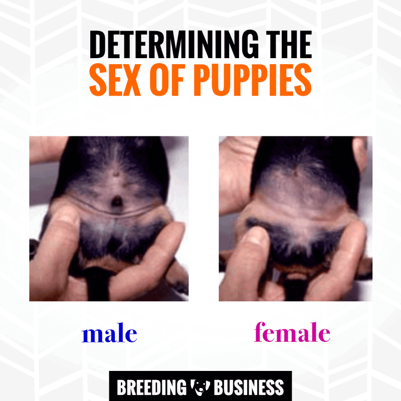 How to determine the sex of a puppy?