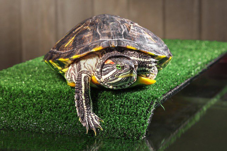 How to determine the sex of red-eared turtles?