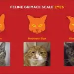 How to determine what hurts a cat?